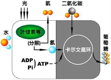 鍥劇墖15.png