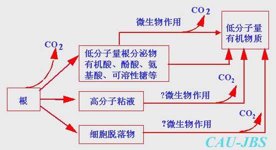 根系分泌物和根際微生物之間的相互作用