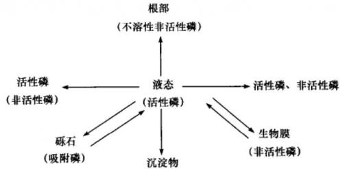 土壤磷的有效性