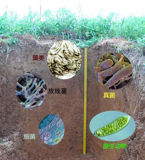 土壤微生物，你知道多少？